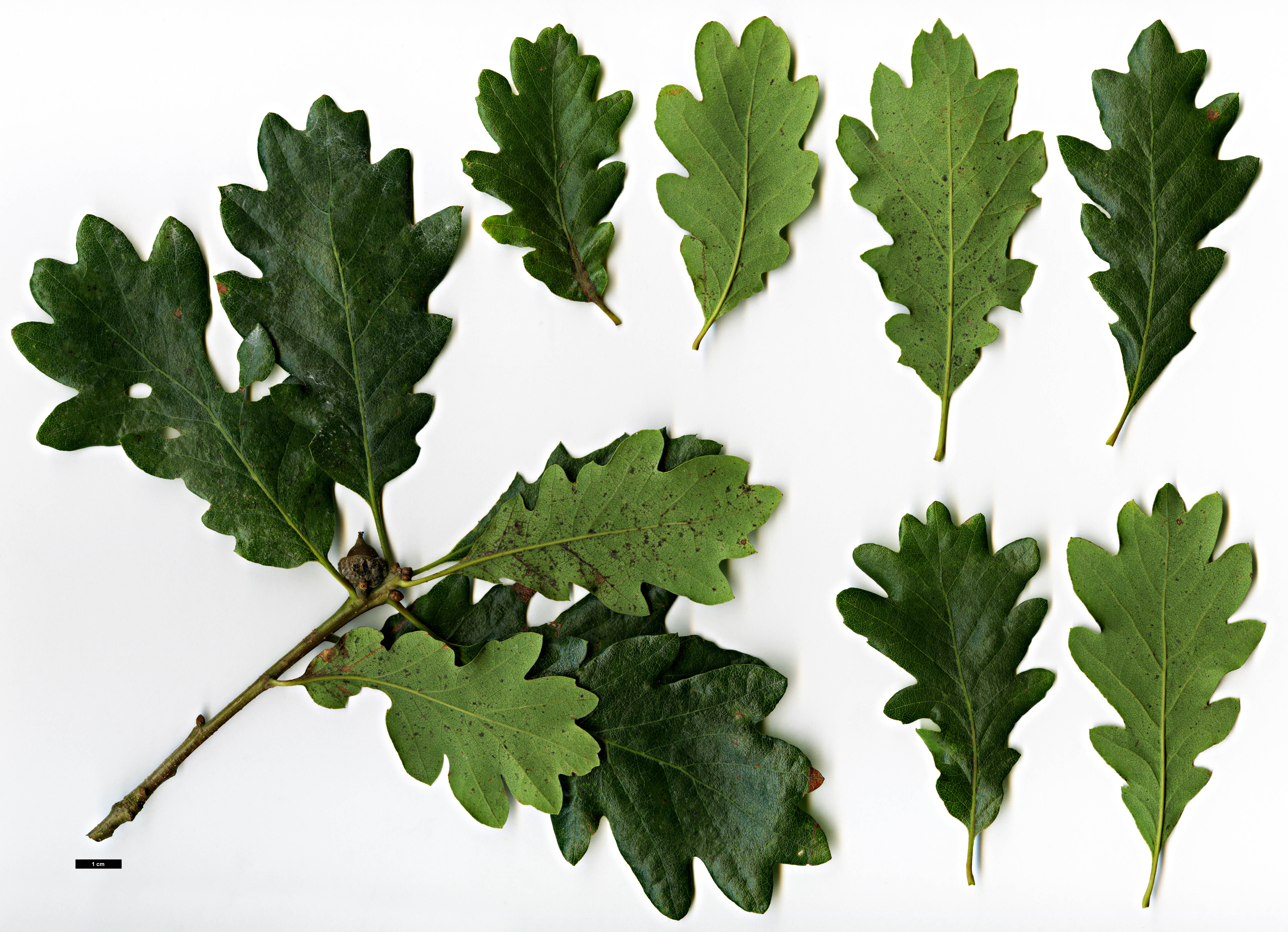 Full Name Report From The Oak ICRA Checklist
 Quercus Garryana Leaf